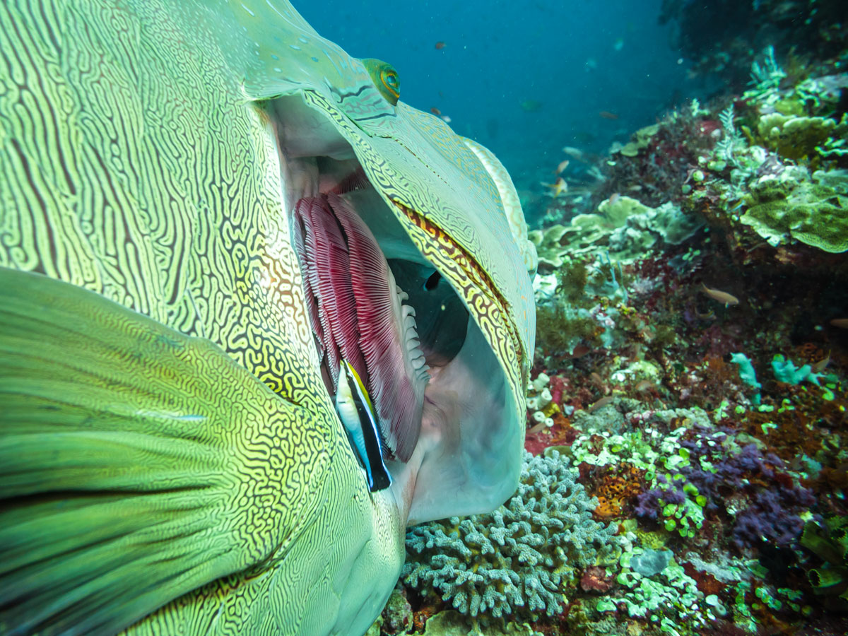 Napoleon Wrasse komodo national park dive sites