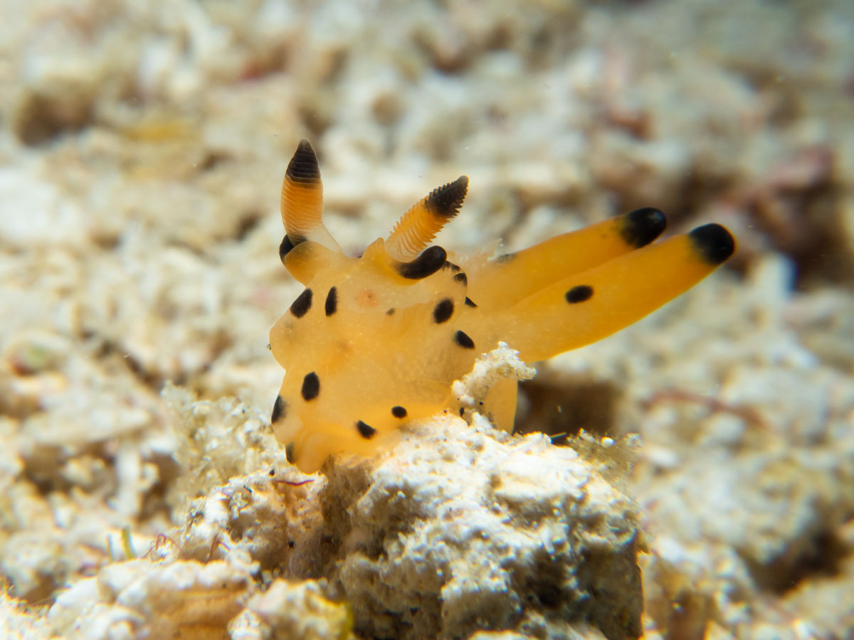 Pikachu Nudi komodo national park dive sites