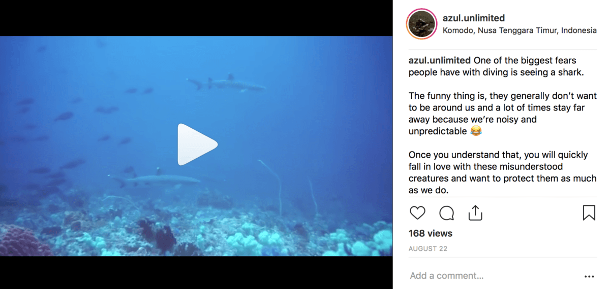 diving with sharks