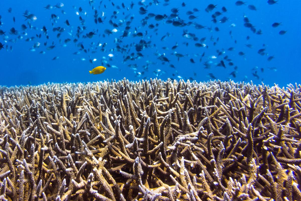 the coral triangle