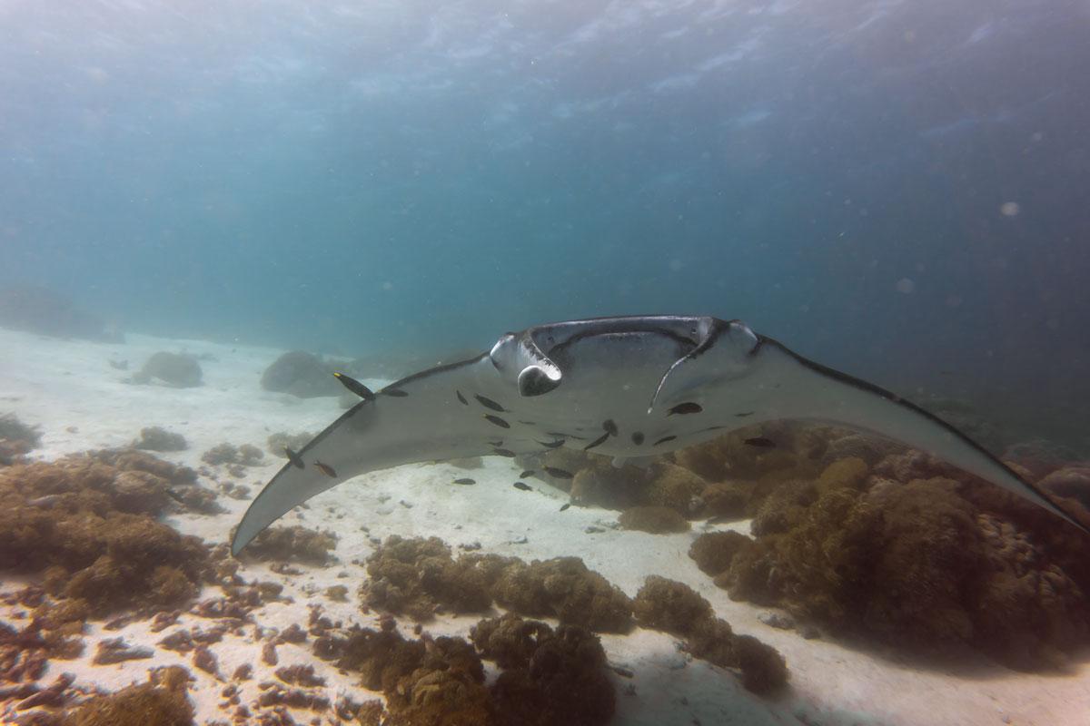 manta ray indonesia