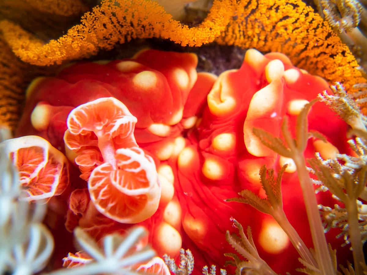 dive sites in Komodo