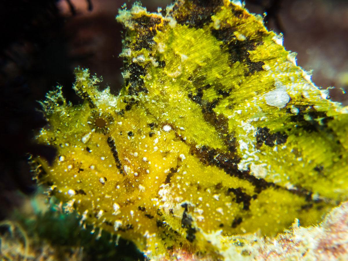 buceo en Komodo