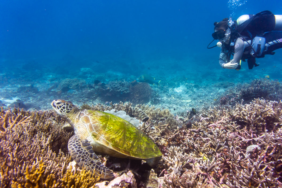 tortuga marina indonesia