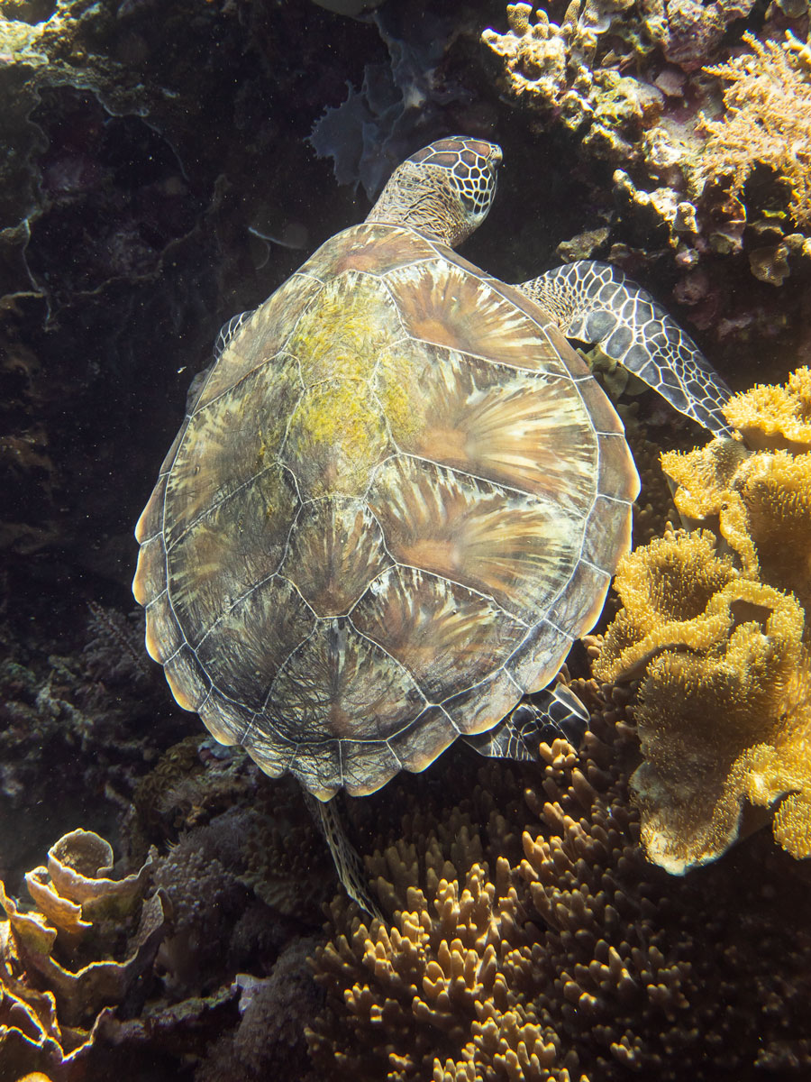 sea turtle indonesia