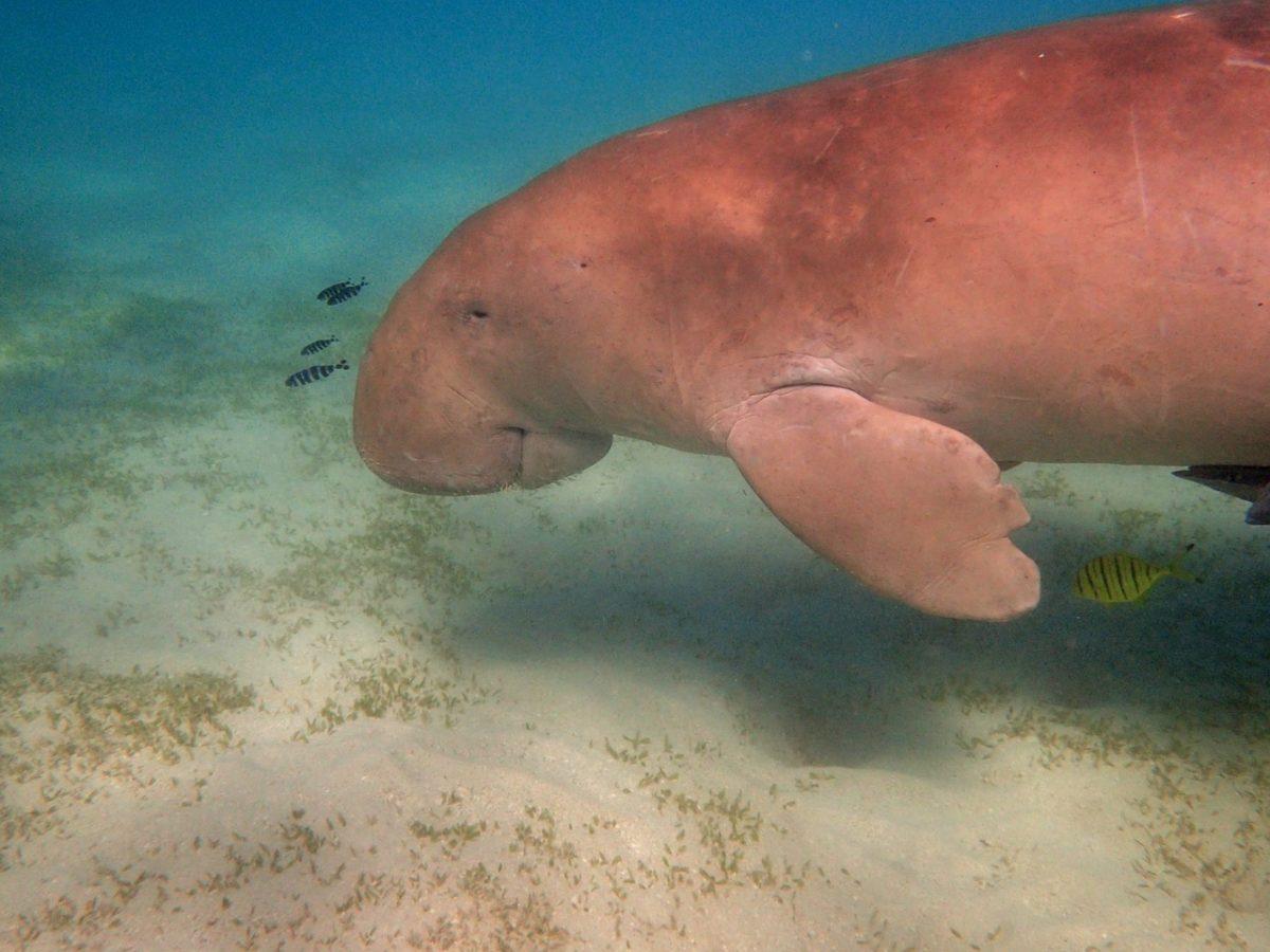 habitat de los dugongs
