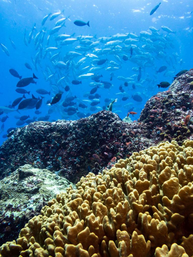 scuba dive Komodo national park