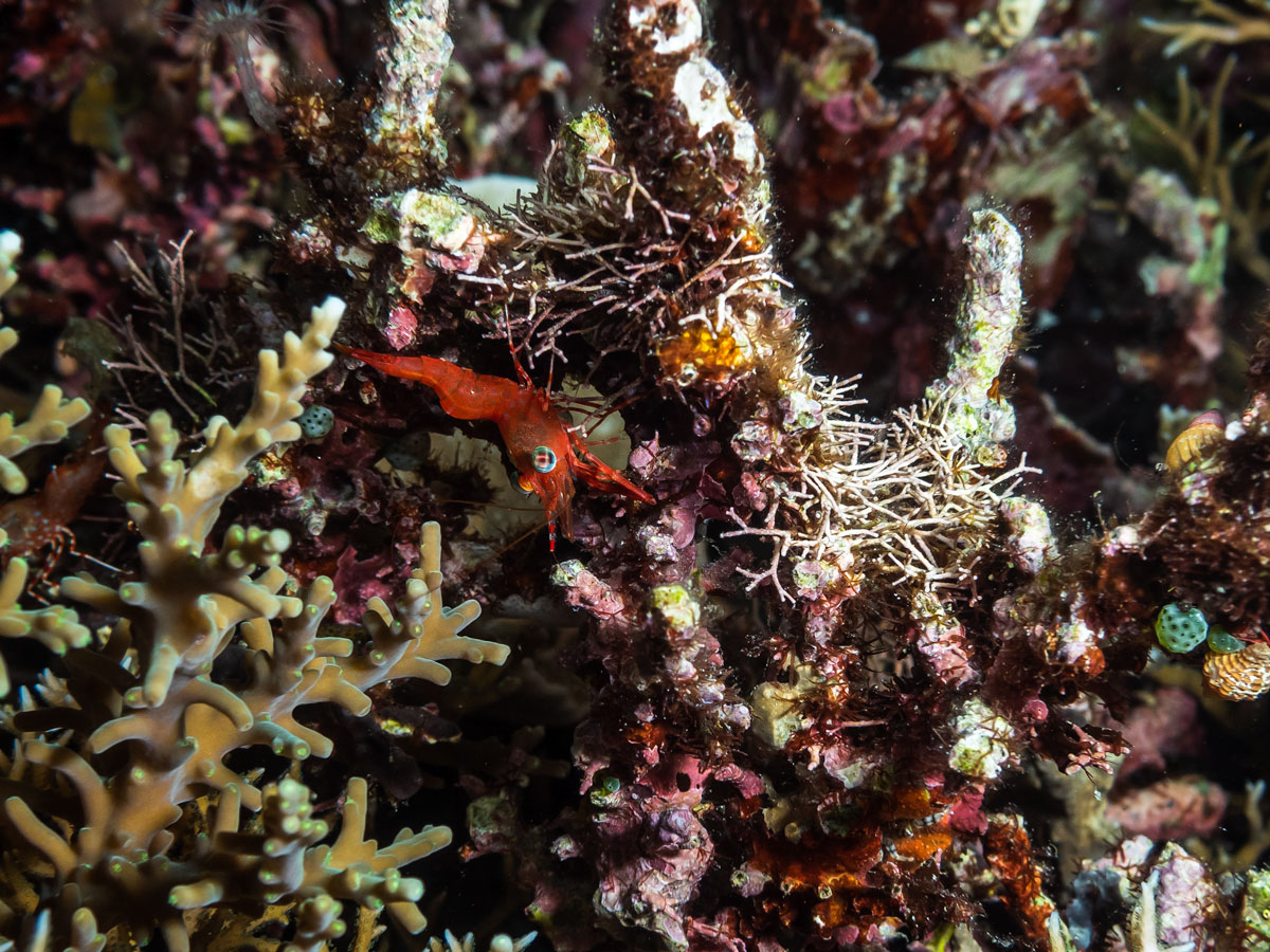 diving in Komodo north