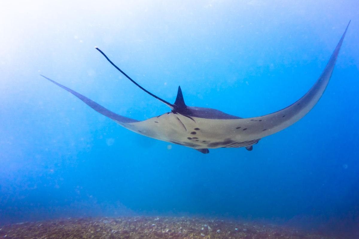 Get to know the Manta Points of Flores - Azul Unlimited