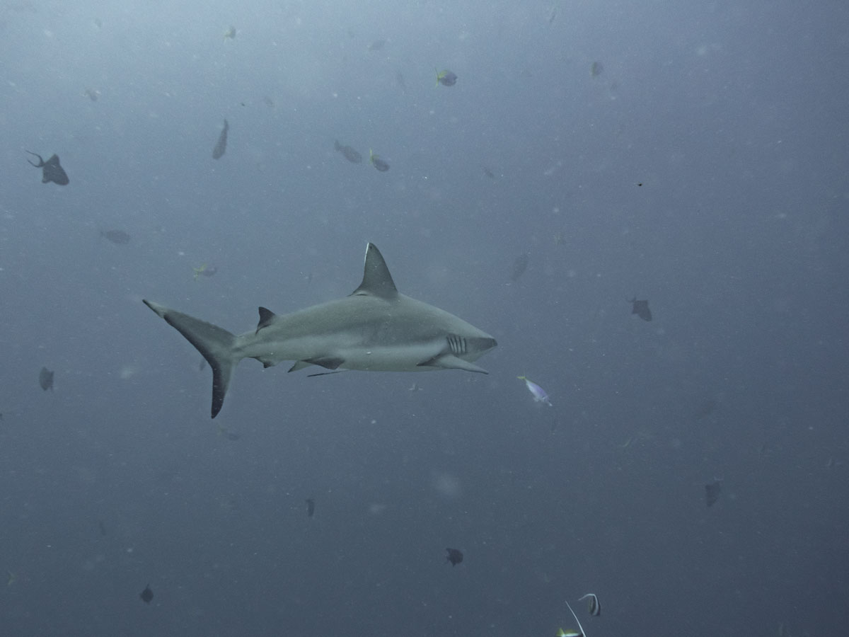 dive sites in Komodo