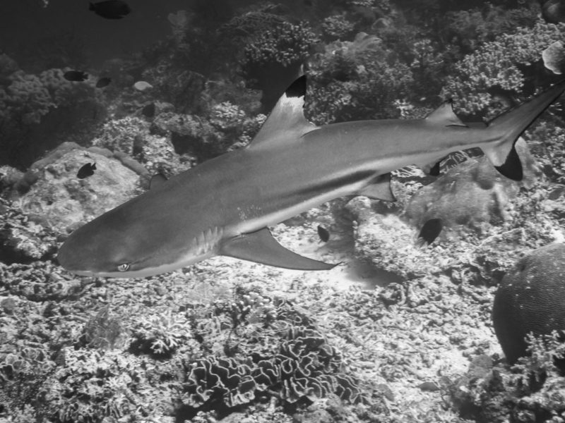 Shark Finning And Its Effects On The Environment - Azul Unlimited