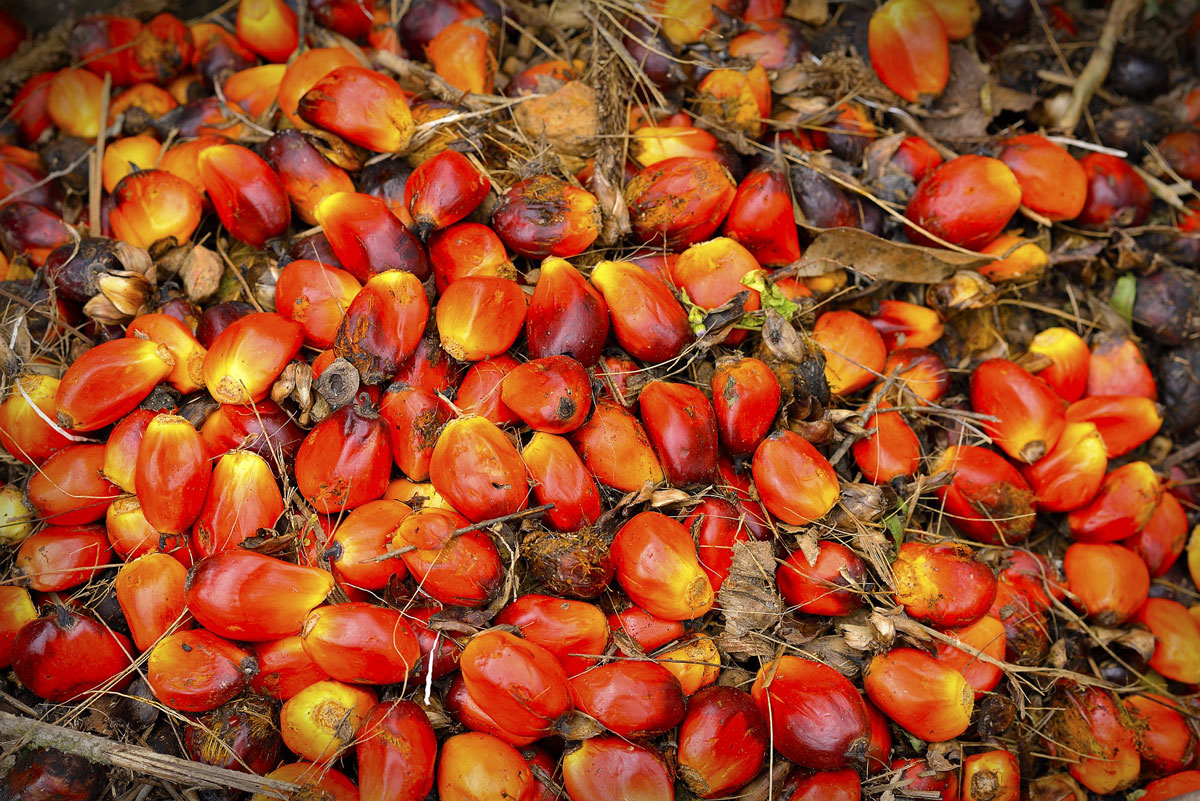 palm oil indonesia