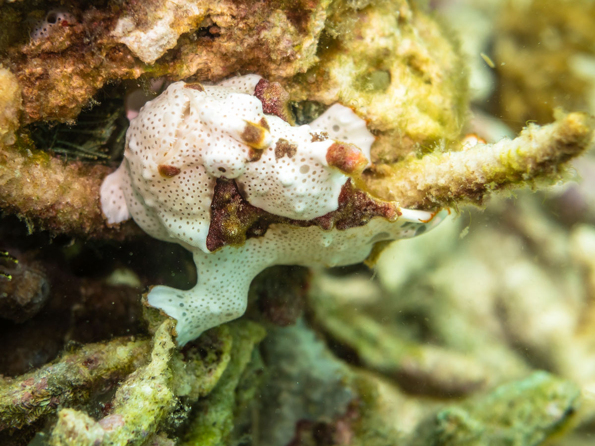 frogfish habitat