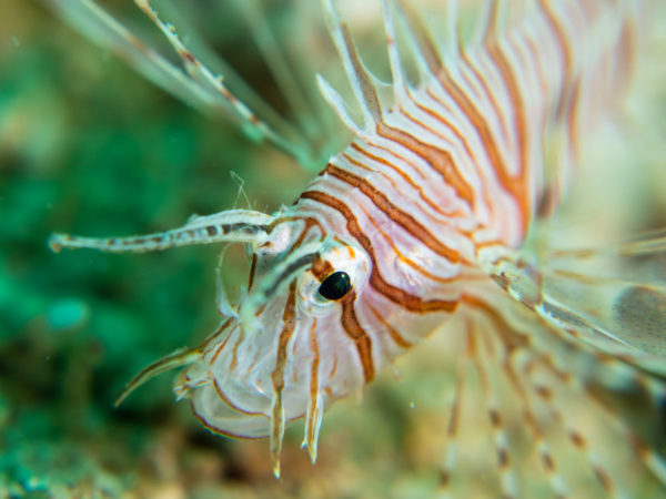 Scorpion Fish Facts: their habitat and physiology - Azul Unlimited