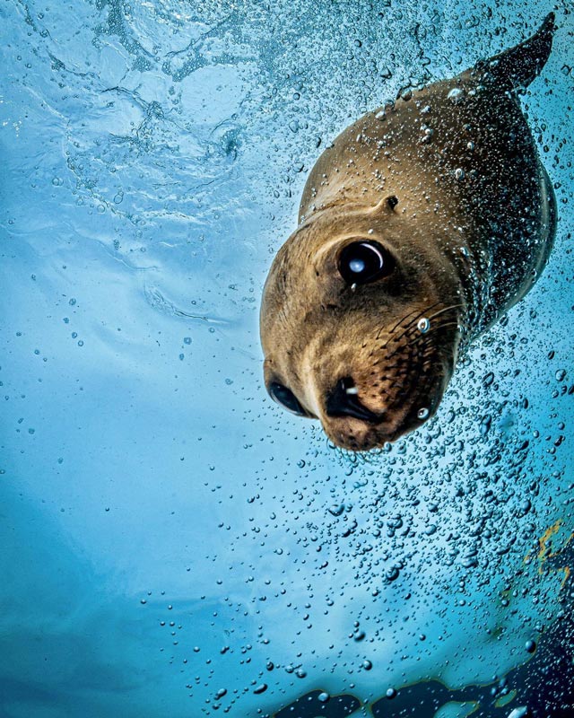 SNORKEL WITH SEA LIONS LA PAZ MEXICO