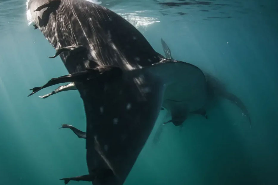 whalesharks in la paz