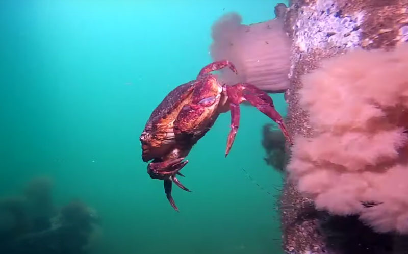 crab at hoodsport pier drysuit with sidemount configuration scuba diving