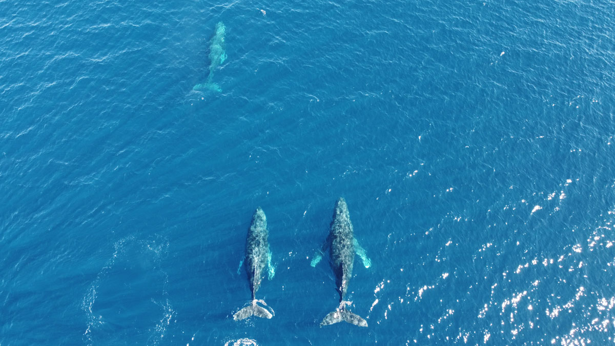 Whale watching magdalena bay