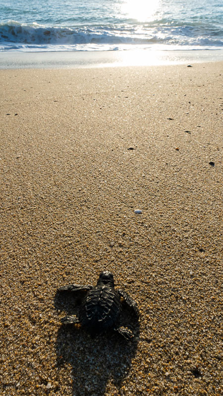 baby turtles Todos Santos