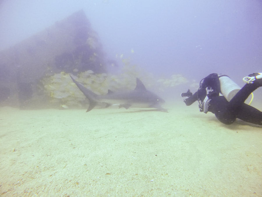 cabo pulmo BULL SHARK DIVING