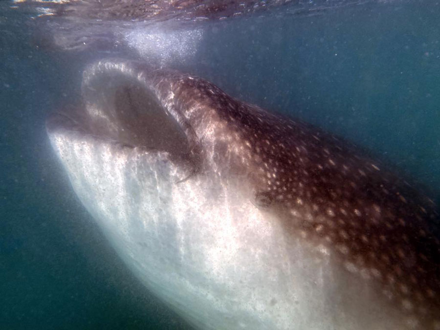 whale shark snorkel trip to la paz