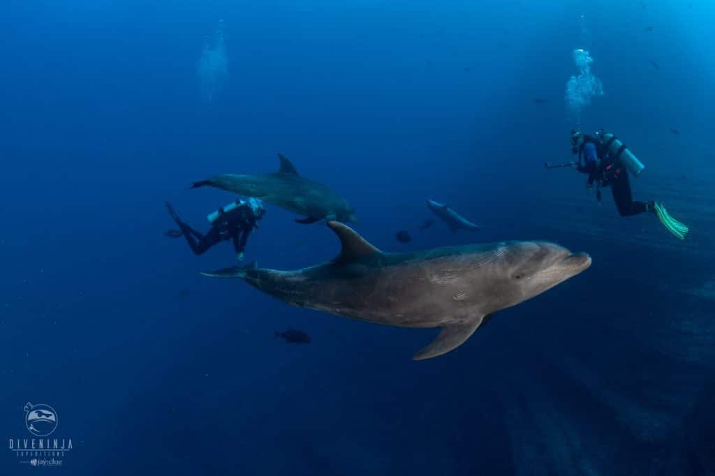 diving with dolphins in socorro mexico