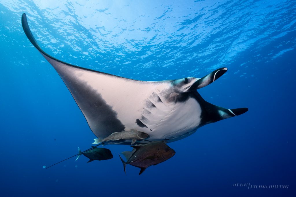 dive expeditions with Azul Unlimited