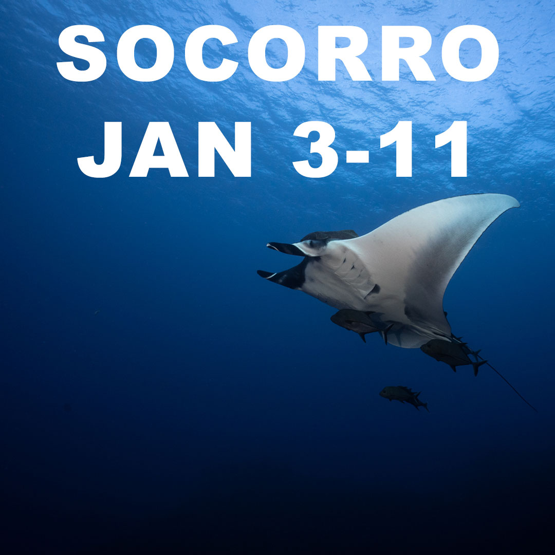 SOCORRO DIVING EXPEDITION LIVEABOARD 2024