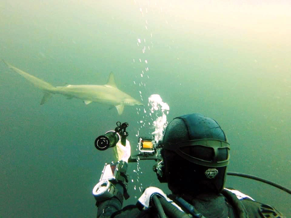 scuba diving in Baja Mexico hammerhead sharks