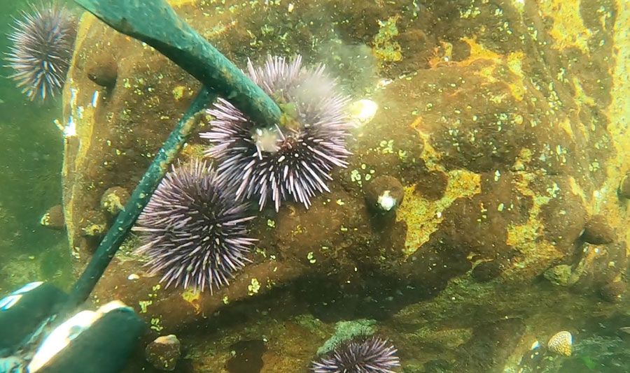 urchin barrens in california