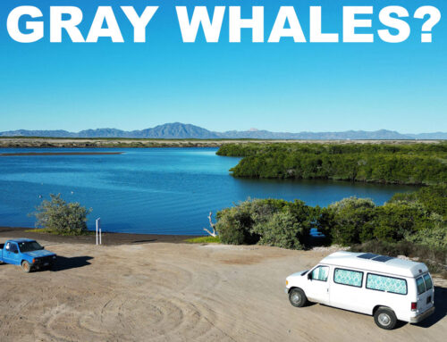 Gray Whale Watching in Baja California