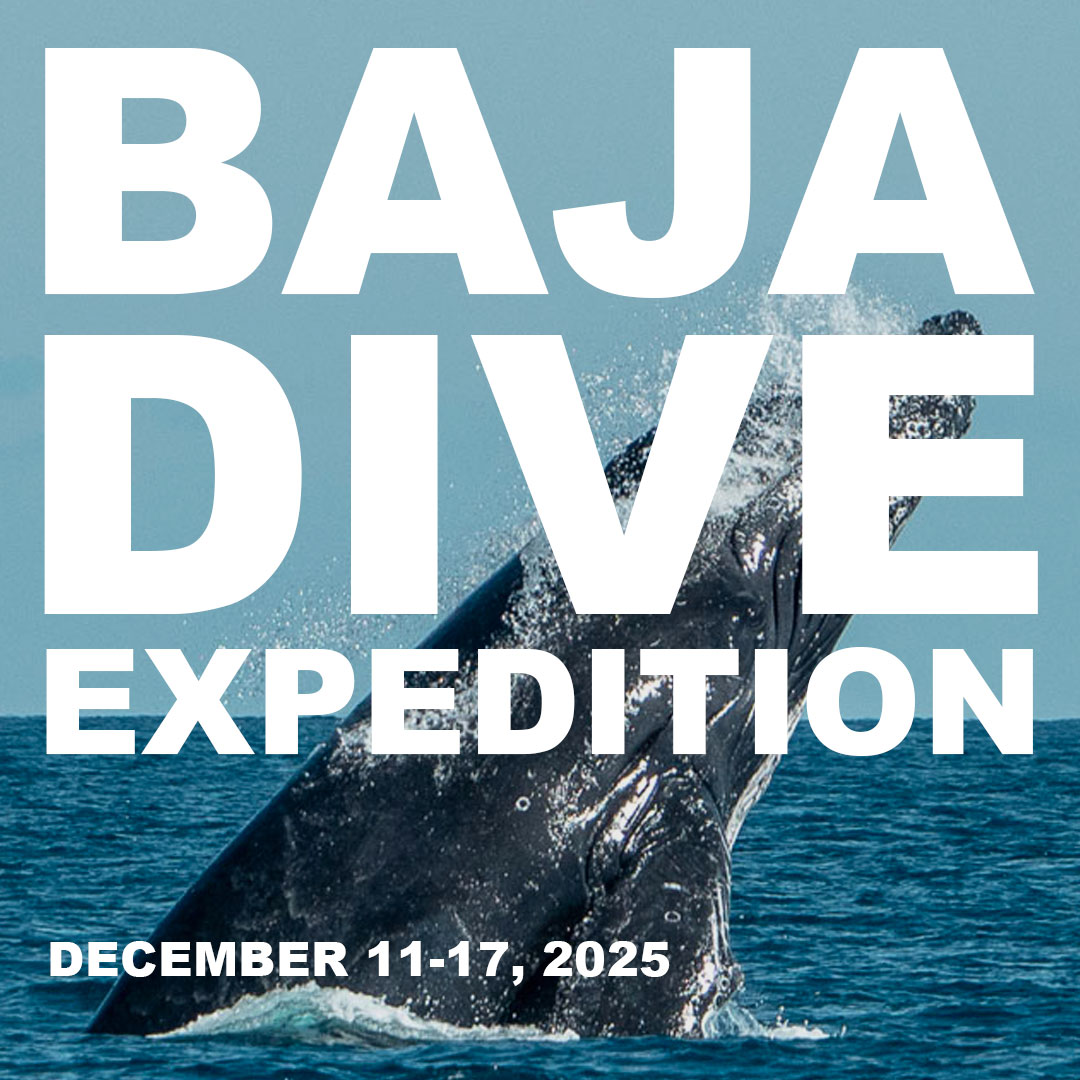 baja diving 2025