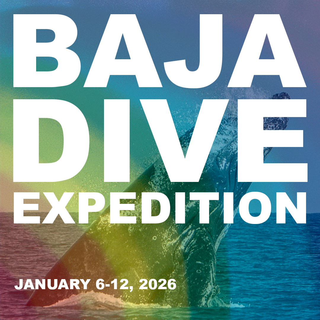 LGBTQIA+ dive trip