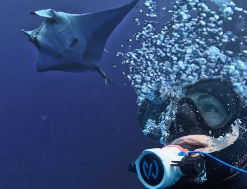 Scuba diving in Socorro Revillagigedo Archipelago