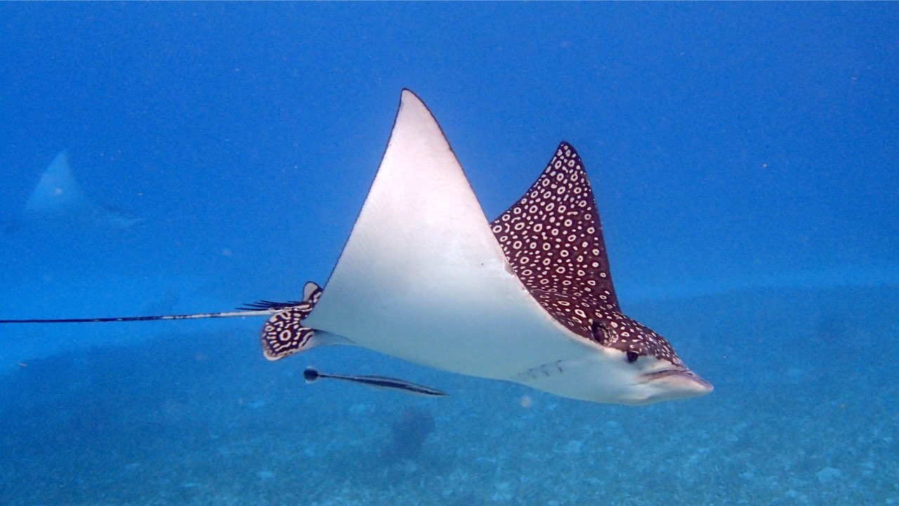 Belize eagle ray women’s trip women's scuba diving trip Belize