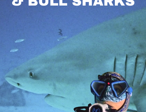 PLAYA DIVE EXPEDITION 2026 Recap